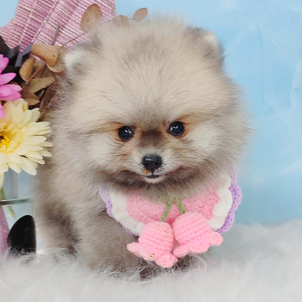 Pomeranian 博美