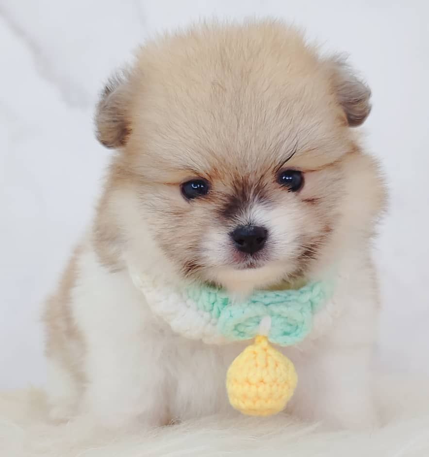 Pomeranian 博美