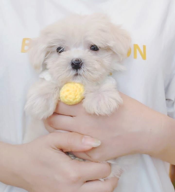 Maltese 马尔济斯