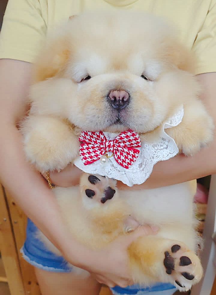 Chow Chow 松狮犬