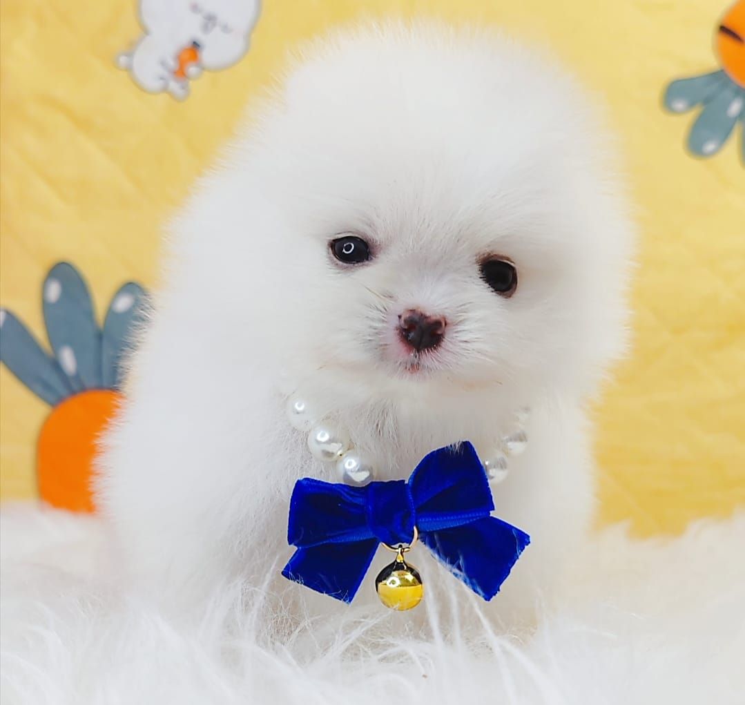 Pomeranian 博美