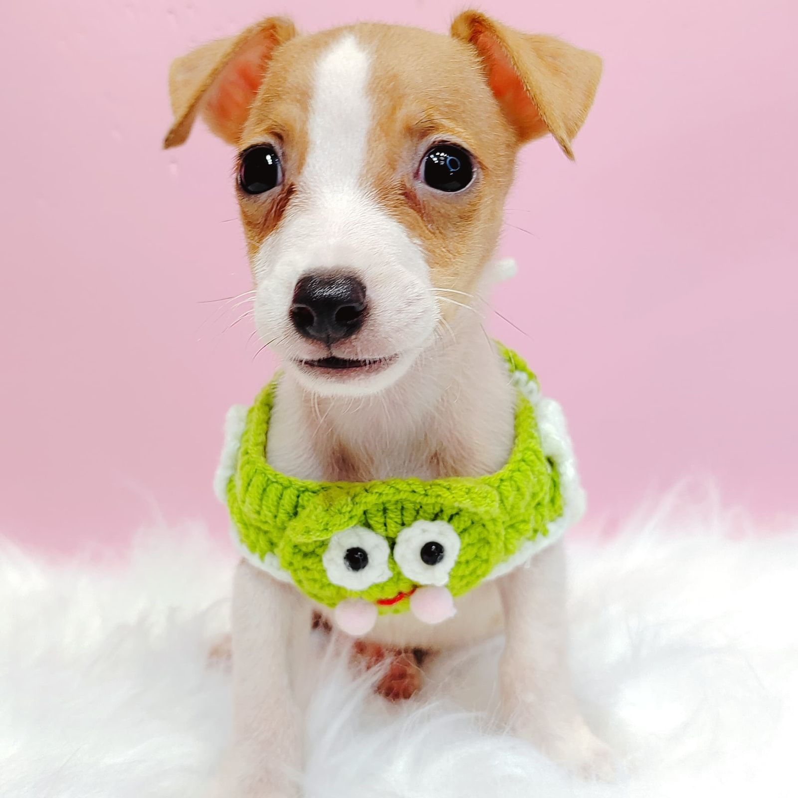 Jack Russell Terrier 杰克罗素梗