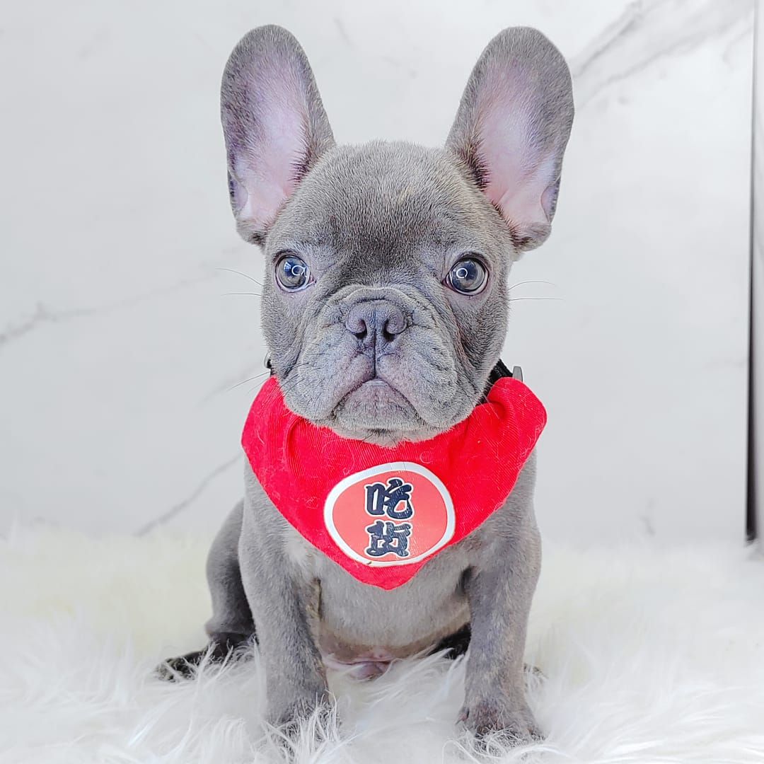 French Bulldog 法斗
