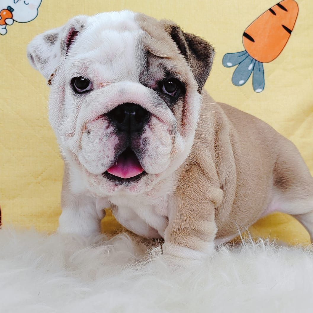 English Bulldog 英国斗牛犬