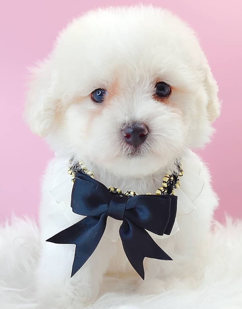 Poodle 娉拌开璐靛