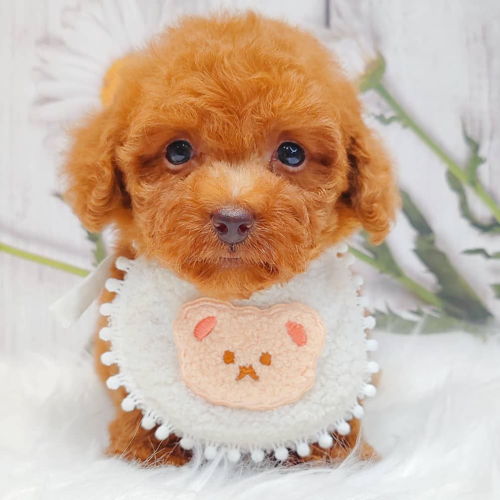 Poodle 娉拌开璐靛