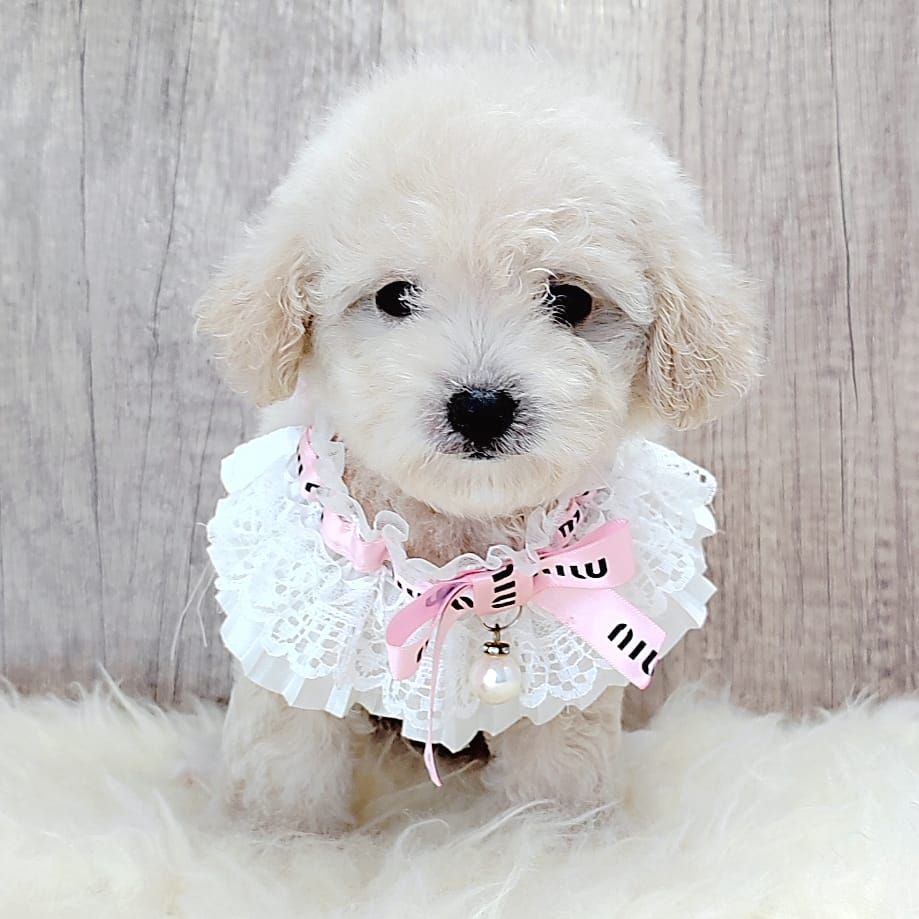 Poodle 娉拌开璐靛