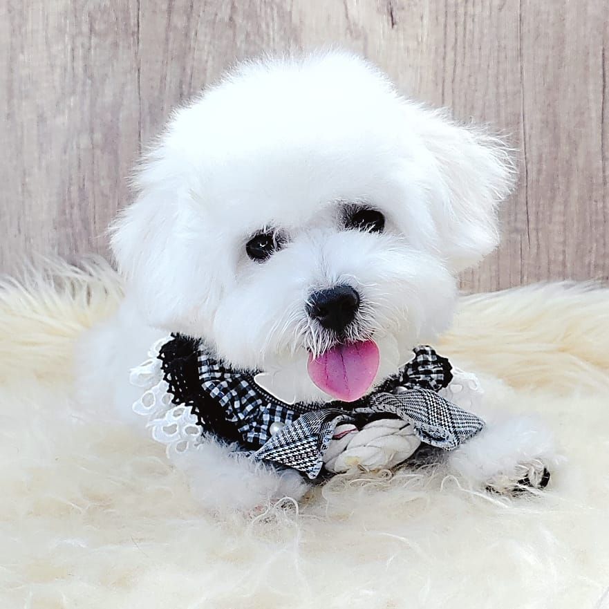 Bichon Frise 比熊