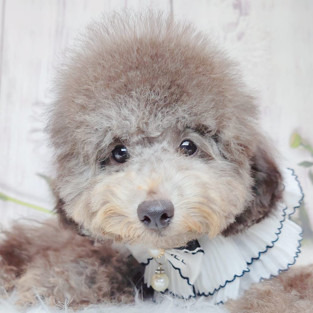 Poodle 娉拌开璐靛