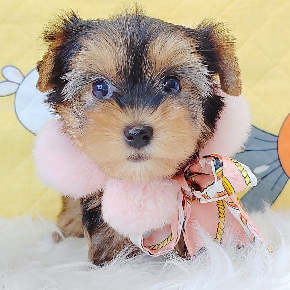 Yorkshire Terrier 约克夏