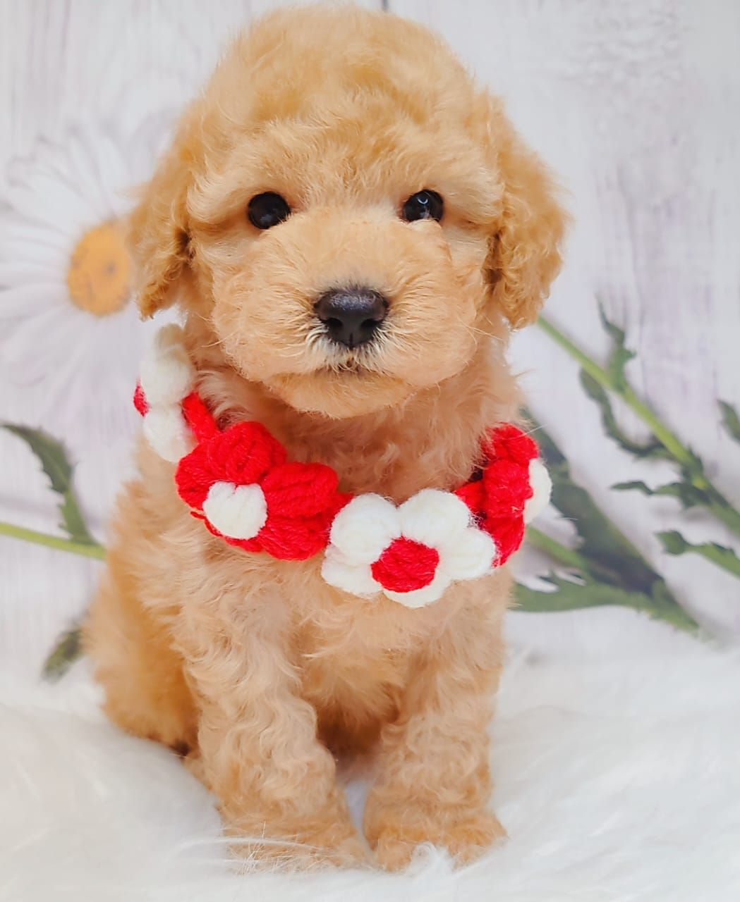 Poodle 娉拌开璐靛