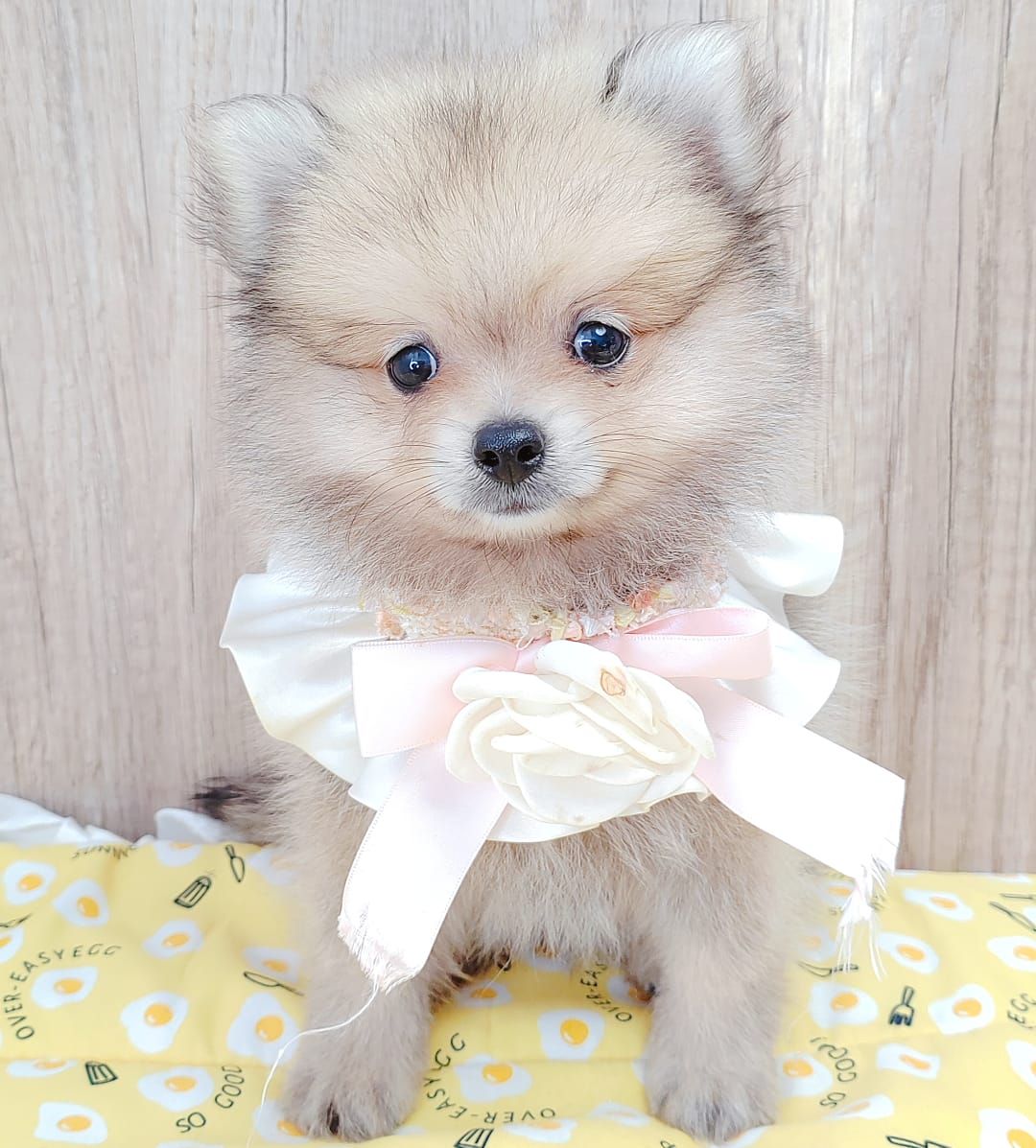 Pomeranian 博美