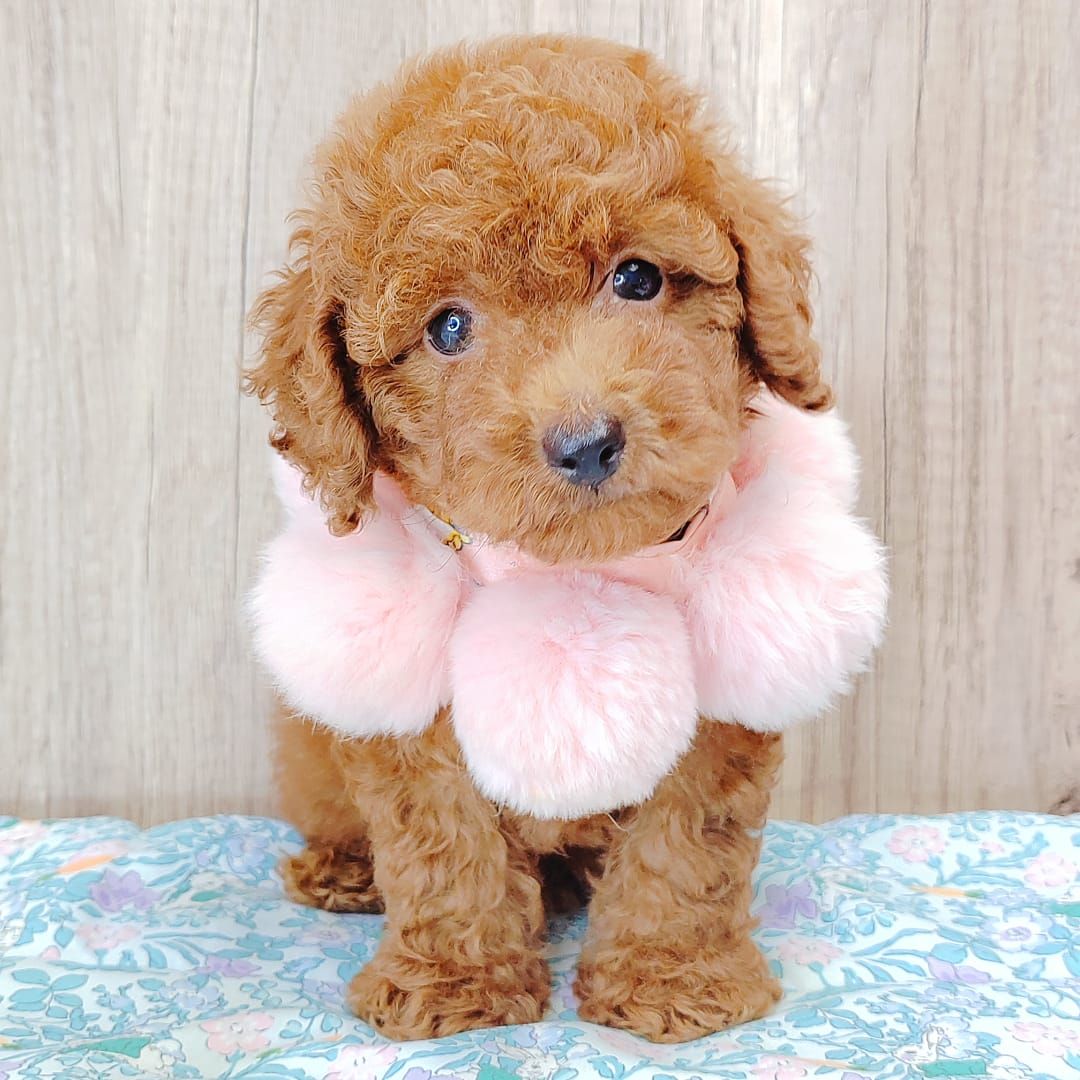 Poodle 娉拌开璐靛