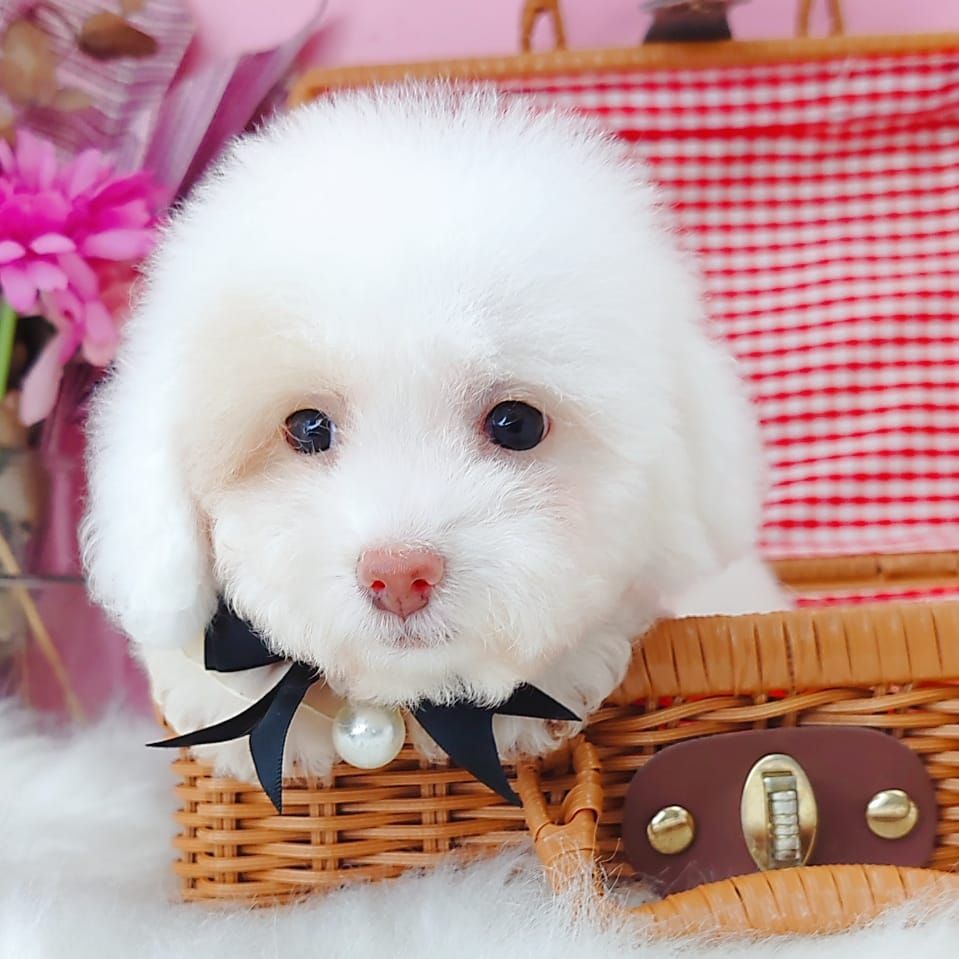 Poodle 娉拌开璐靛