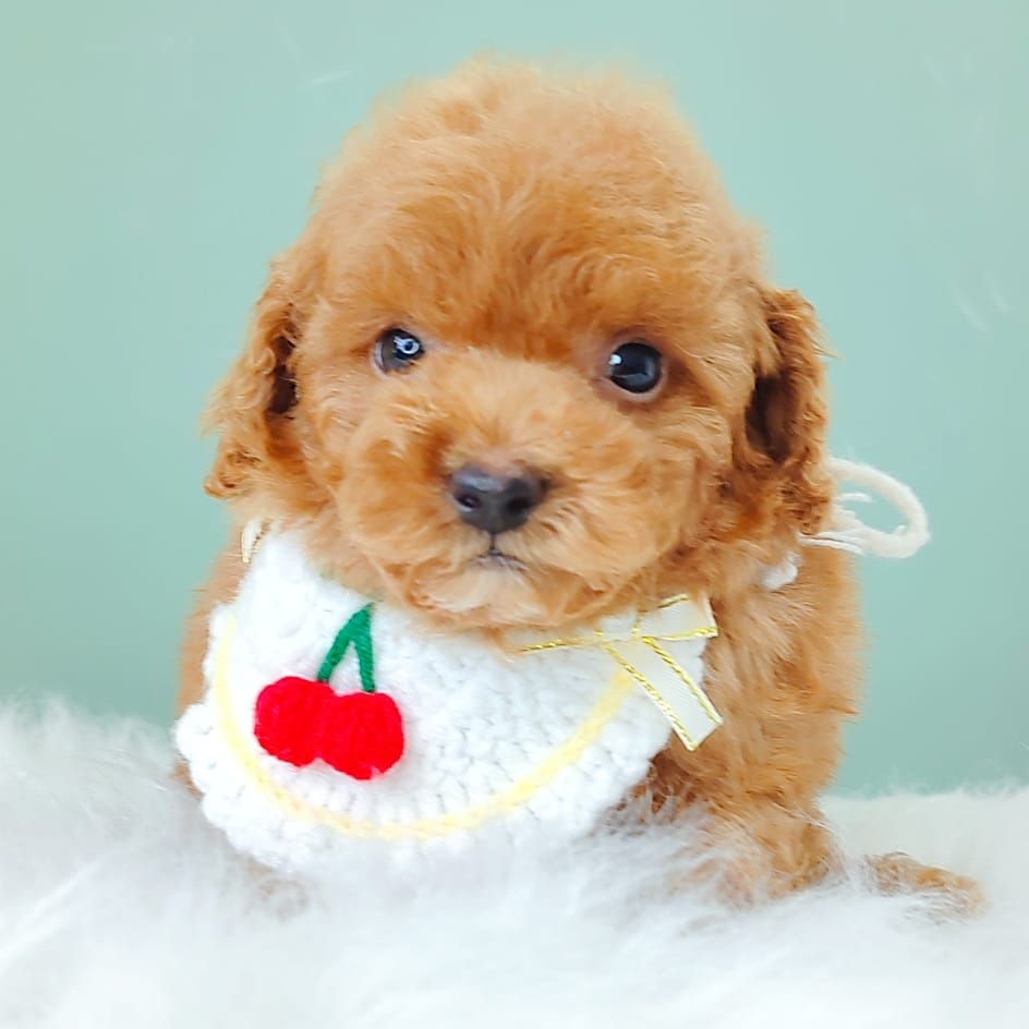 Poodle 娉拌开璐靛