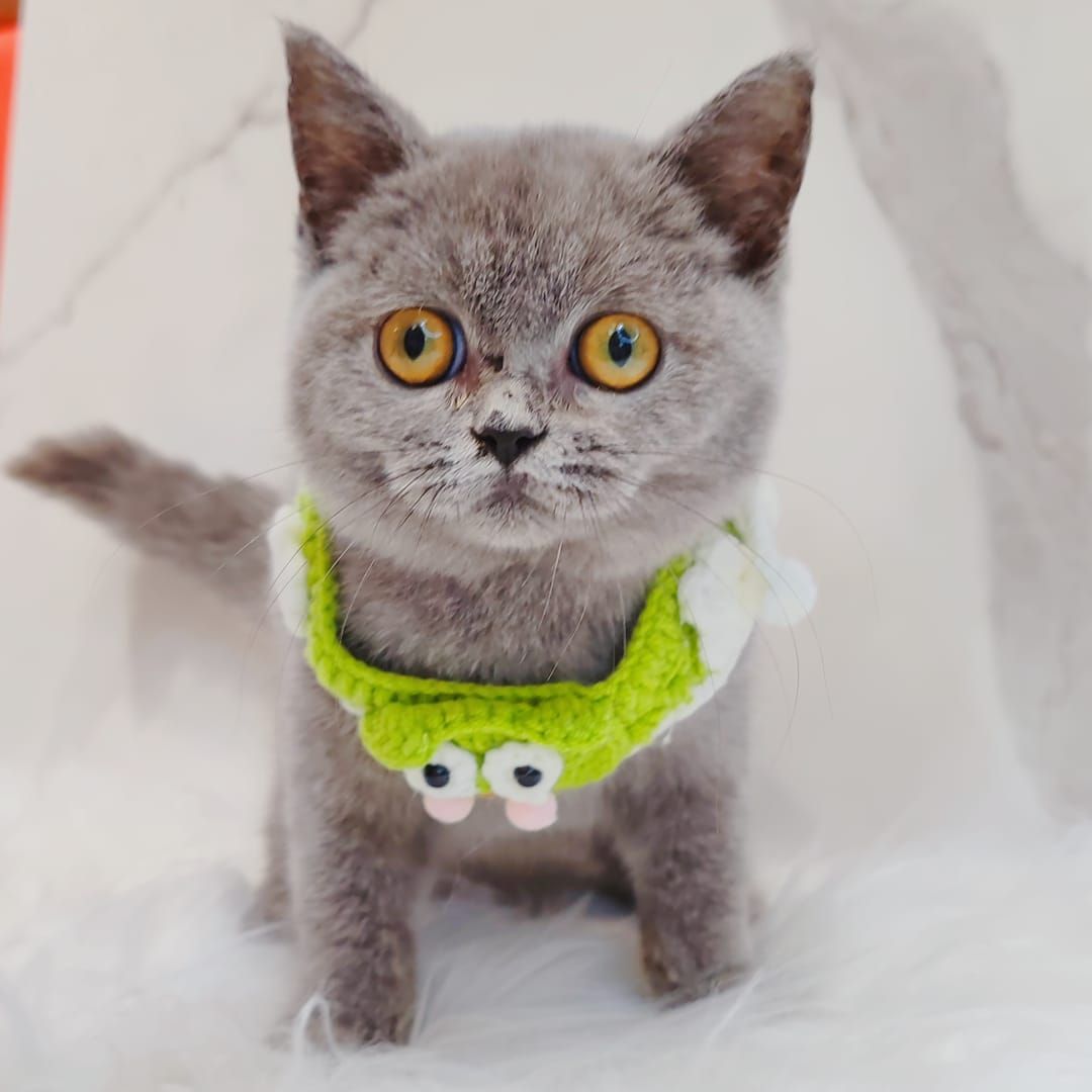 British Short Hair ( BSH ) 英短猫咪