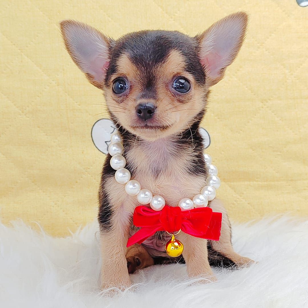 Chihuahua 吉娃娃