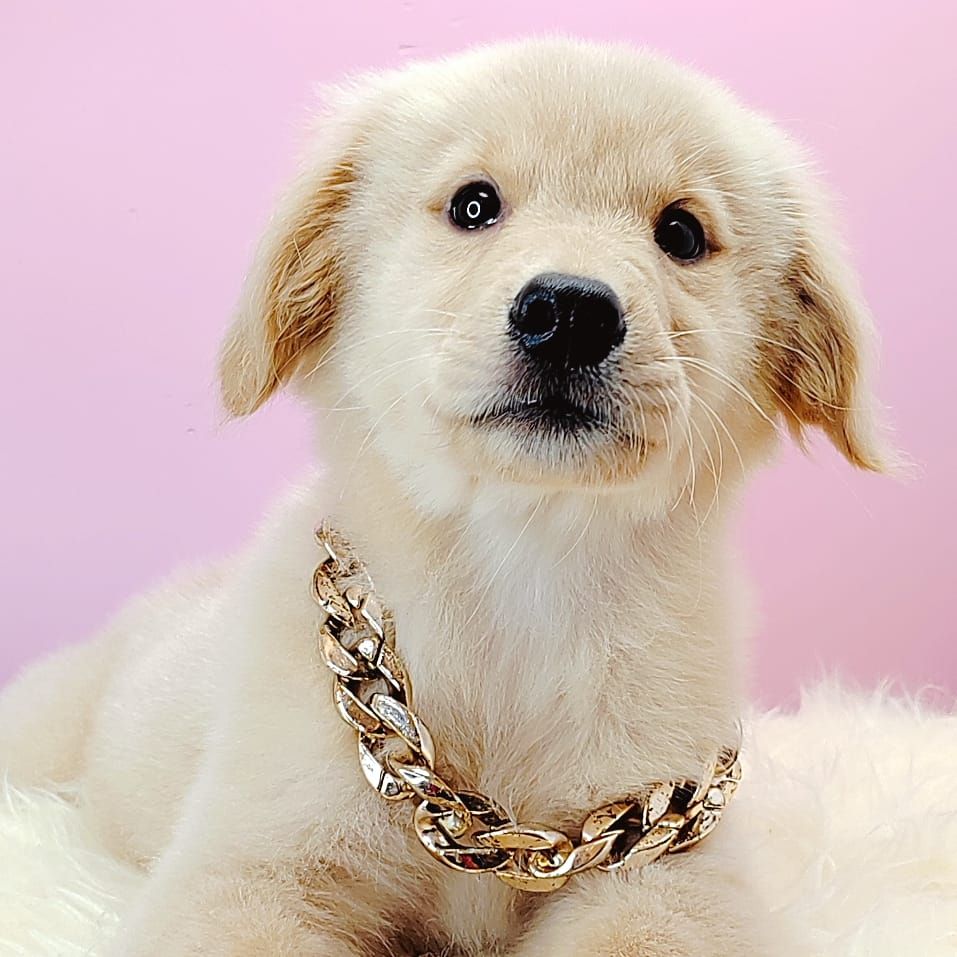 Golden Retriever 黄金猎犬