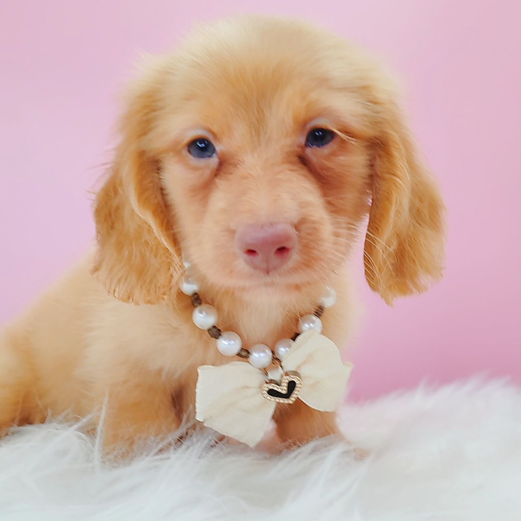 Dachshund 腊肠狗