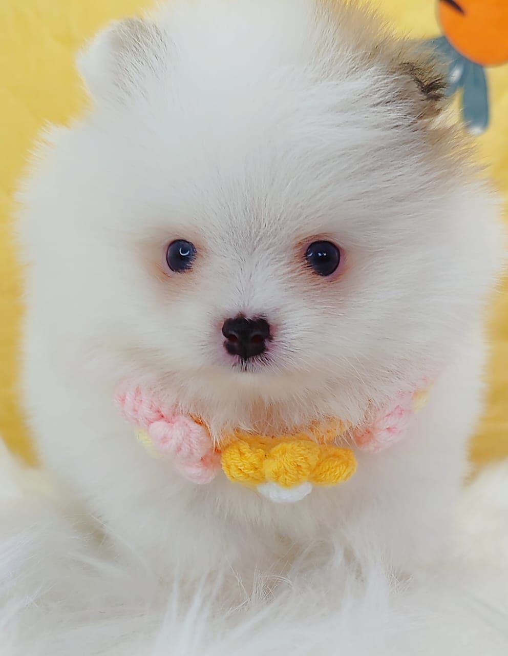 Pomeranian 博美