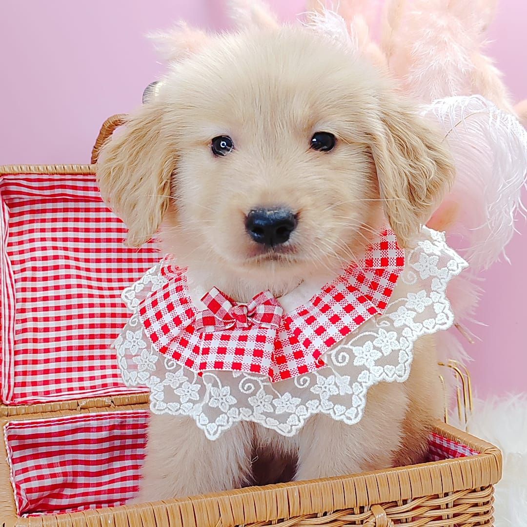 Golden Retriever 黄金猎犬