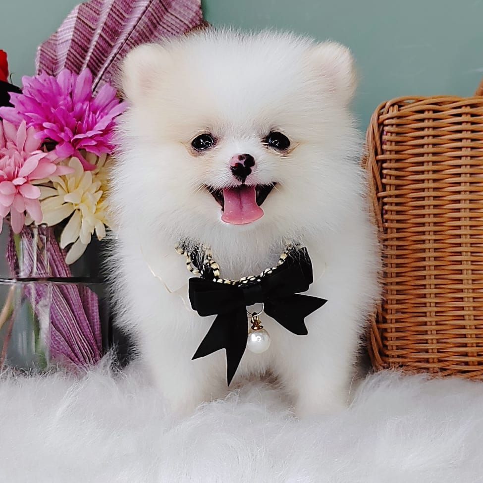 Pomeranian 博美