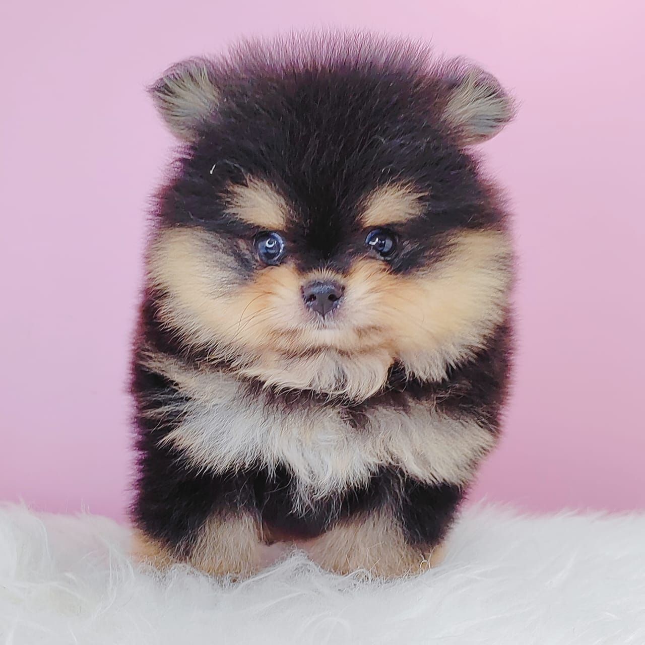 Pomeranian 博美