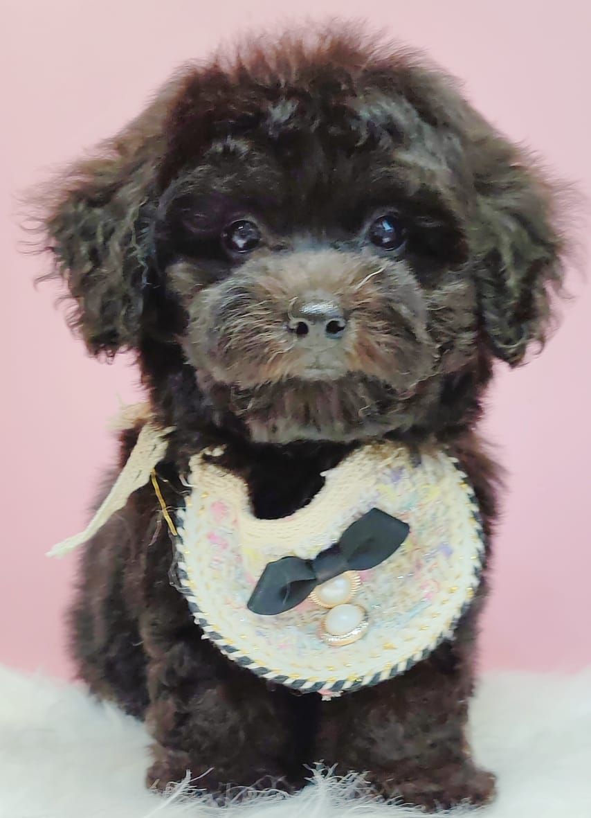 Poodle 璐靛娉拌开