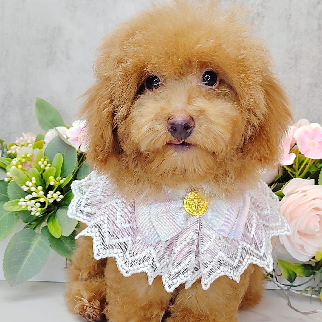 Poodle 娉拌开璐靛