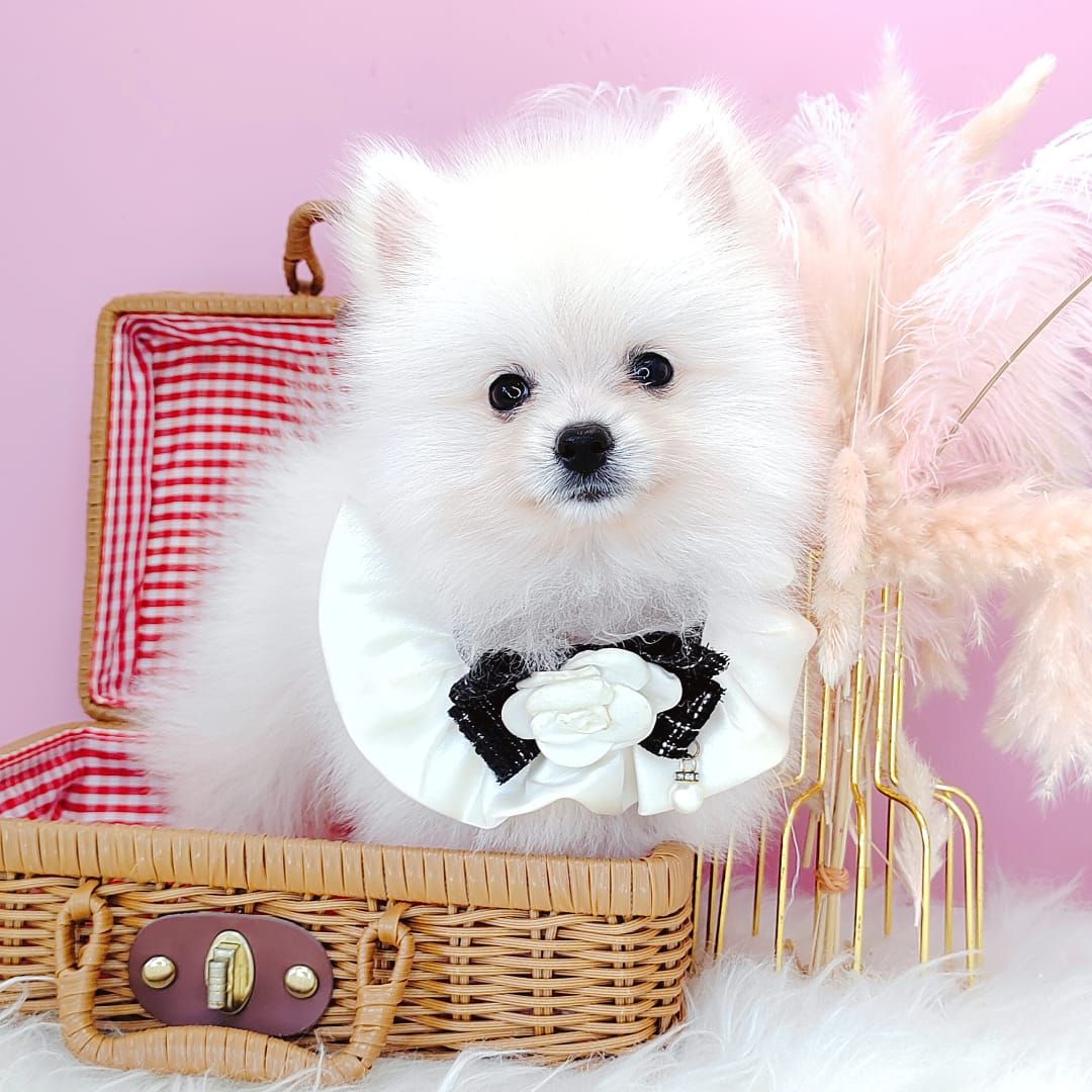 Pomeranian 博美