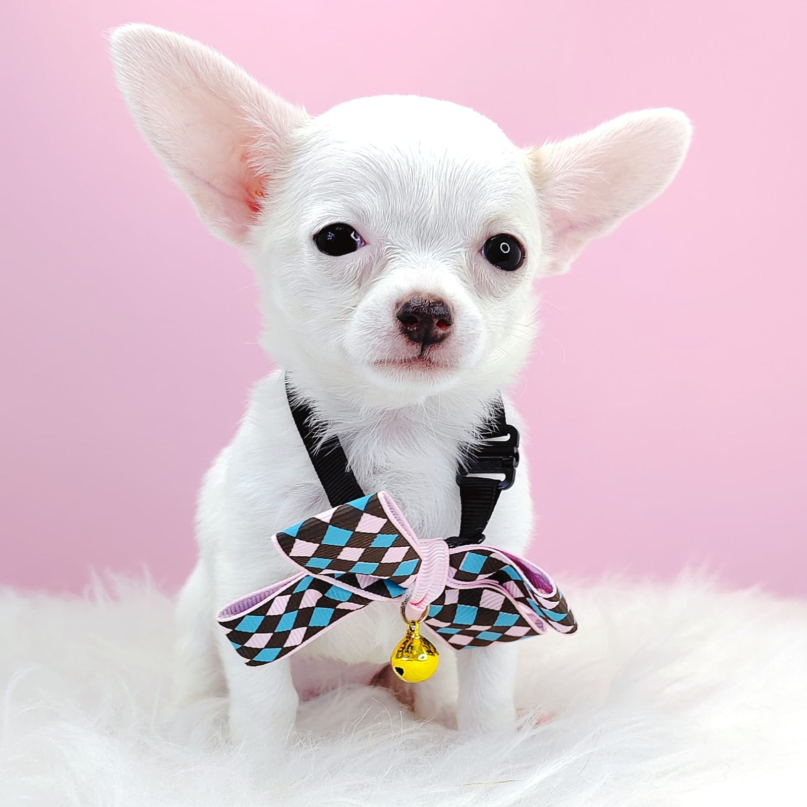 Chihuahua 吉娃娃