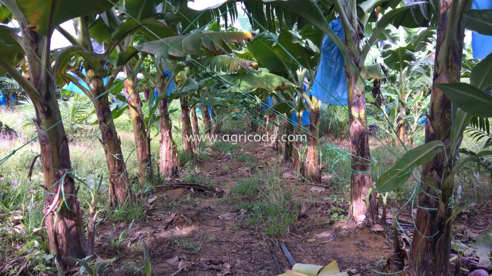 APPLIED AGRICODE FERTILIZER - BANANA PLANTATION