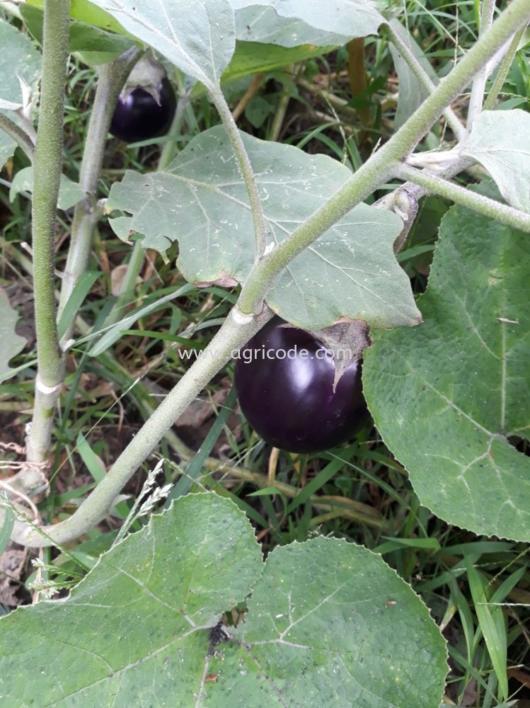 ORGANIC EGGPLANT