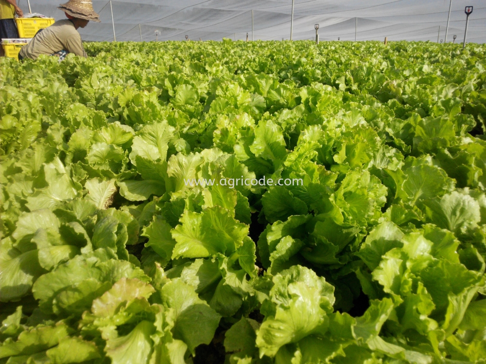 kebun sayur - Guna Agricode bio-organik Sebatian 555