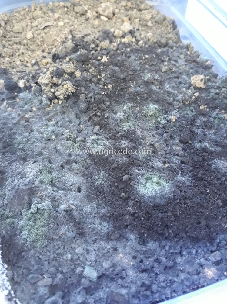 TRICHODERMA & BACTERIA BENEFICIAL ON COMPOST