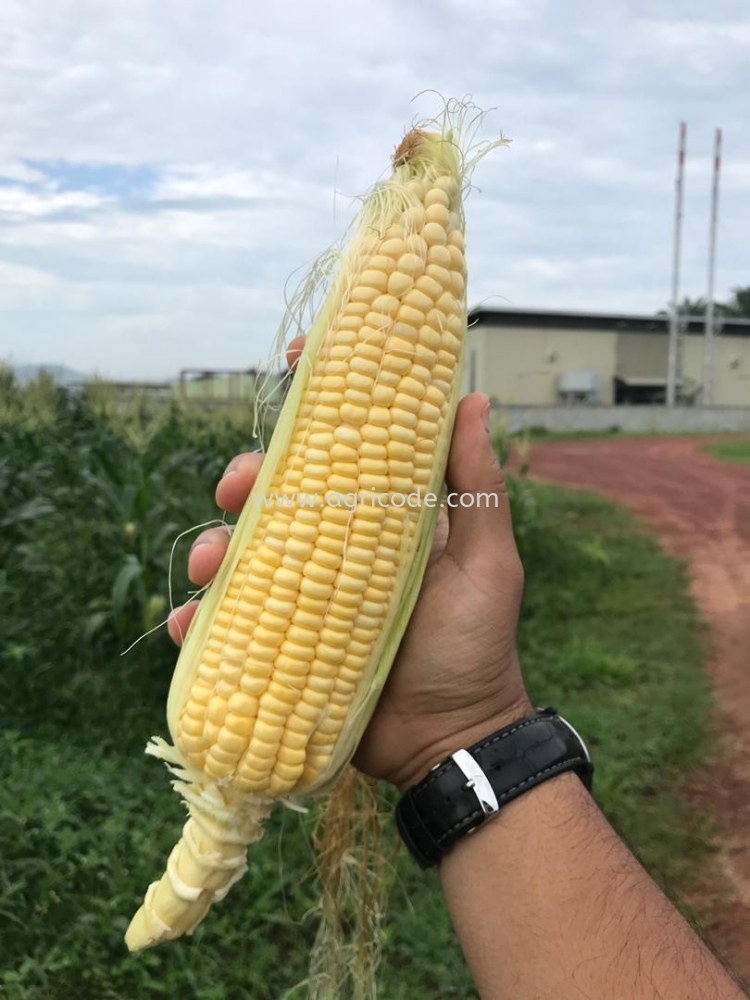 JAGUNG