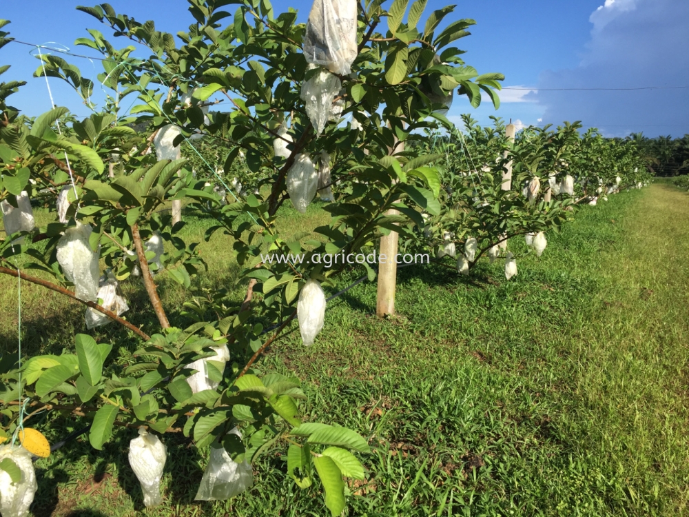 BUAH POKOK / SAYURAN / SEMUA JENIS TANAMAN