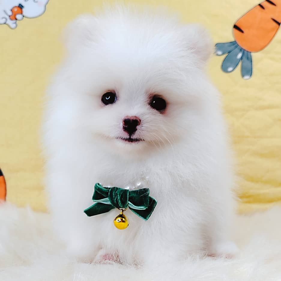 Pomeranian 博美