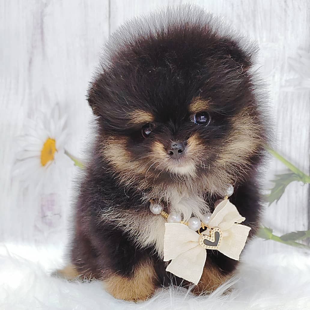 Pomeranian 博美