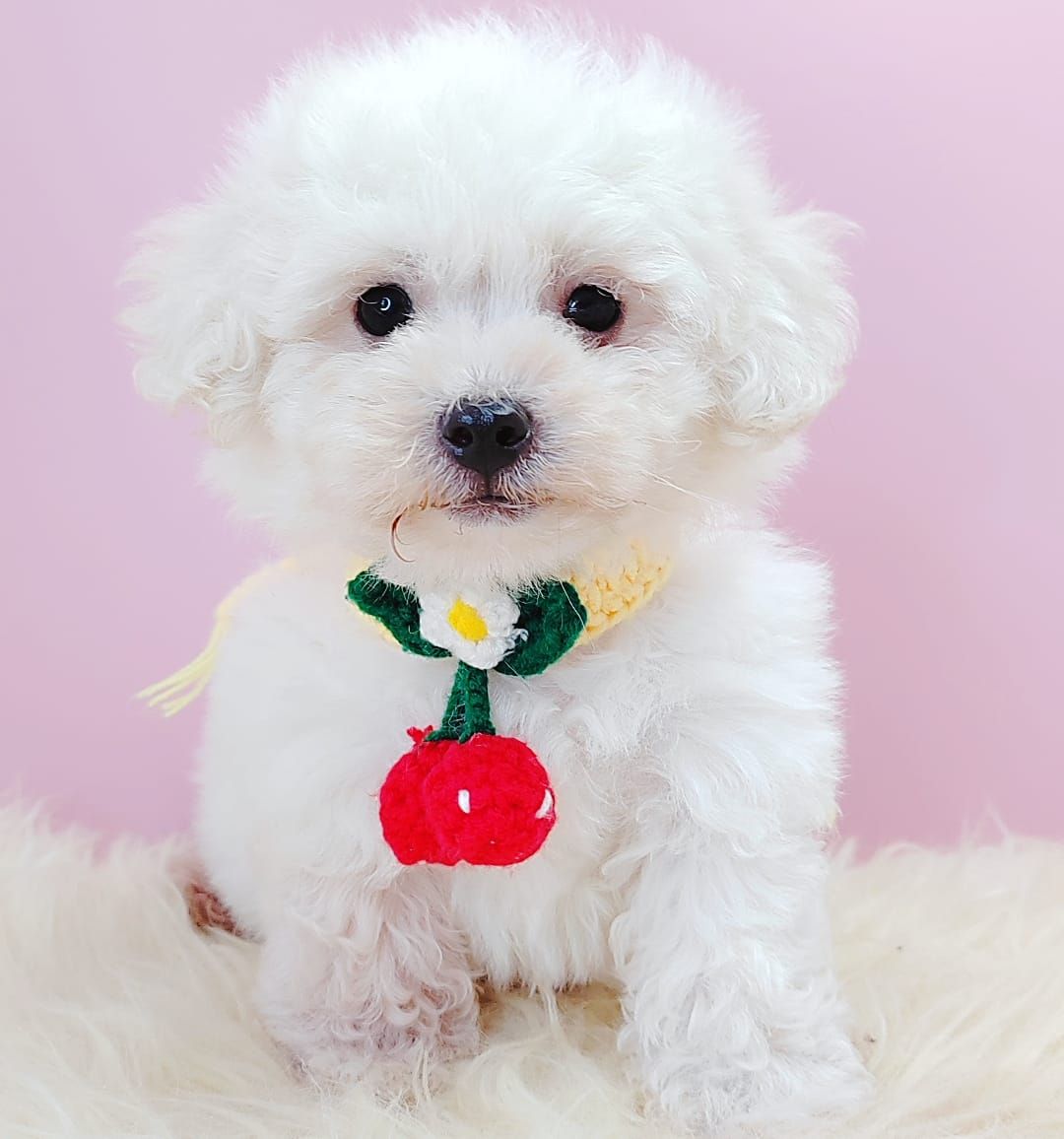 Poodle 娉拌开璐靛