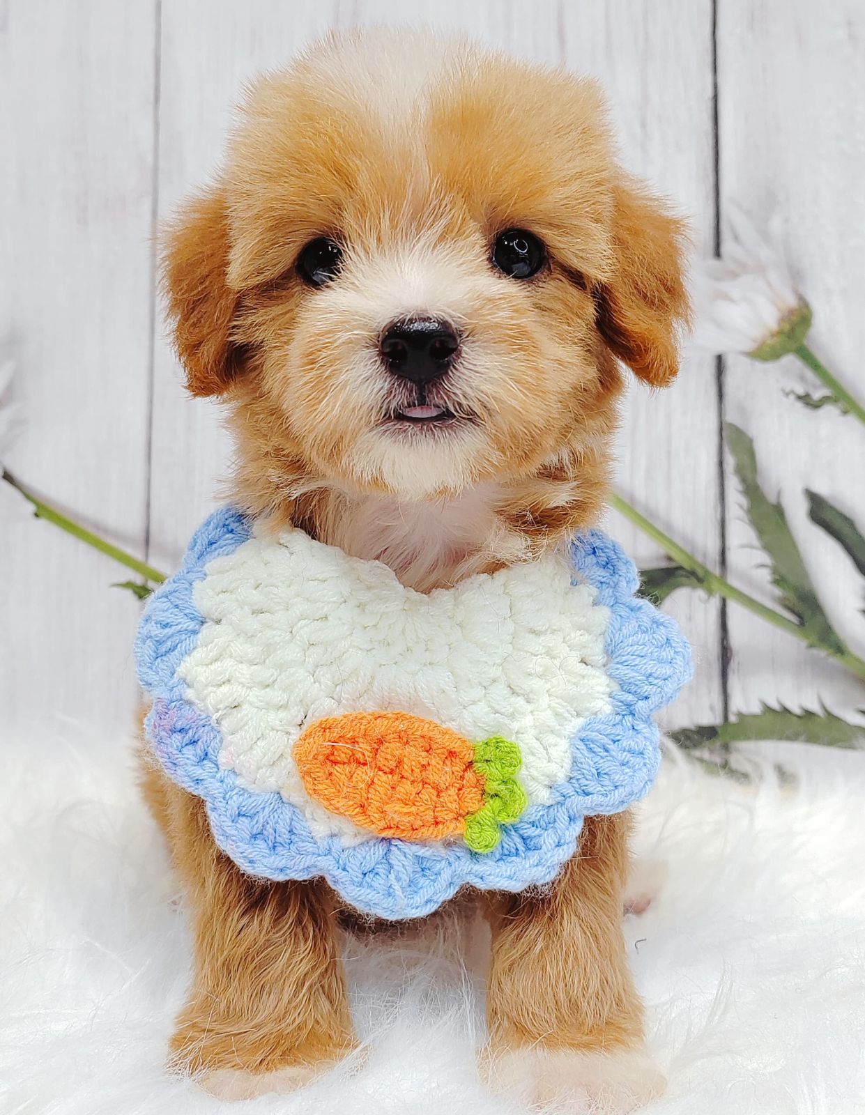 Maltipoo 马尔泰迪