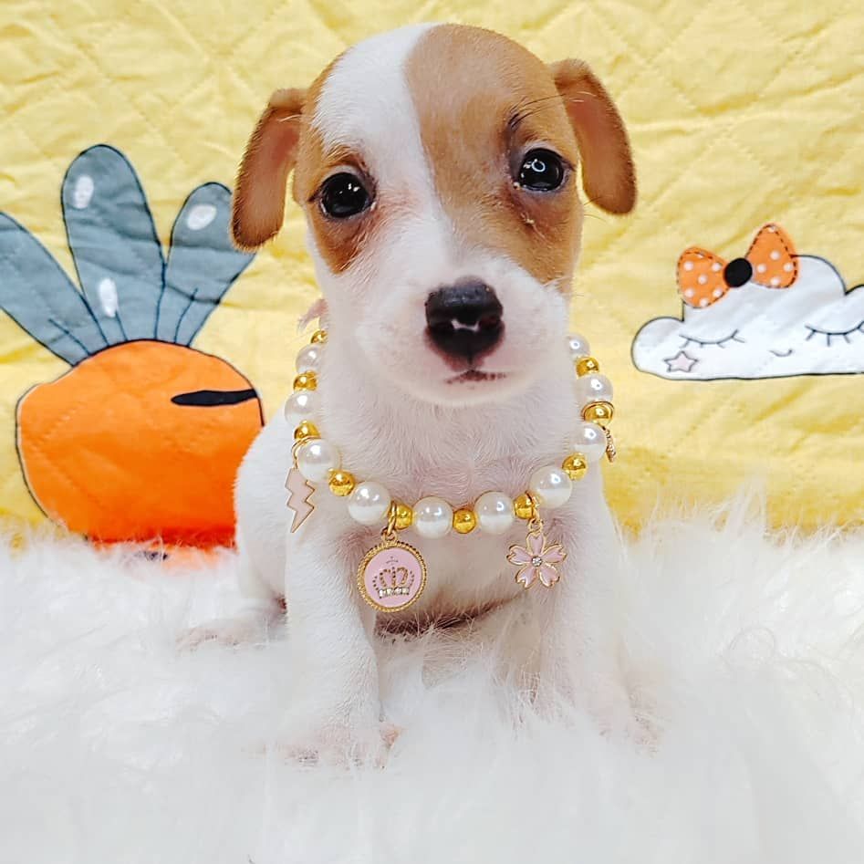 Jack Russell Terrier 杰克罗素梗