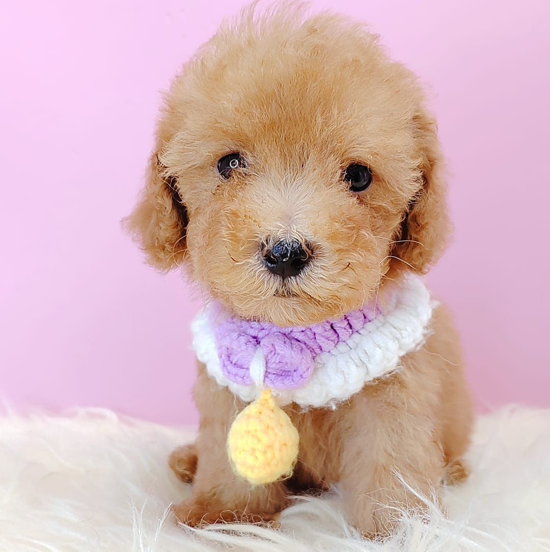  Poodle 娉拌开璐靛