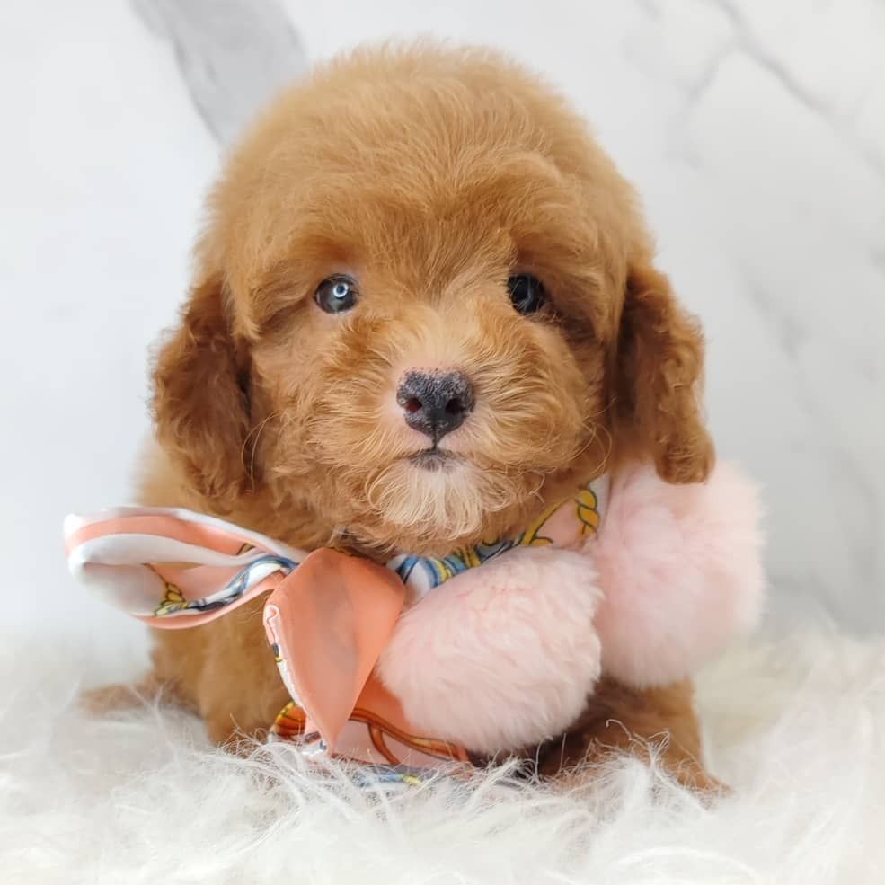Poodle 娉拌开璐靛