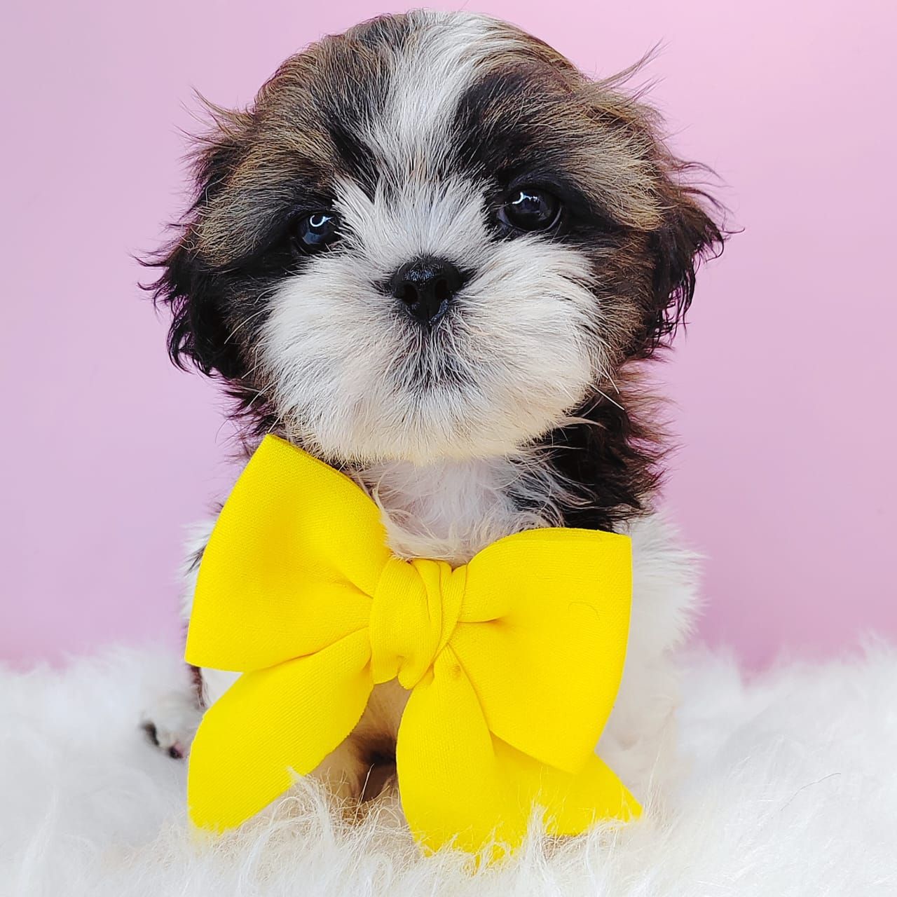 Shih Tzu 西施