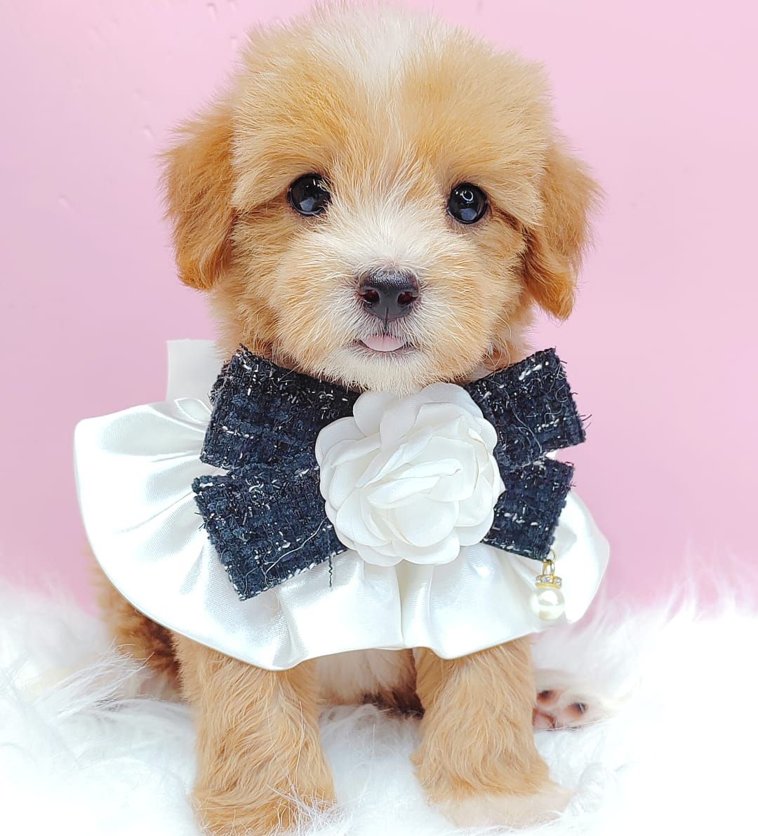 Maltipoo 马尔泰迪