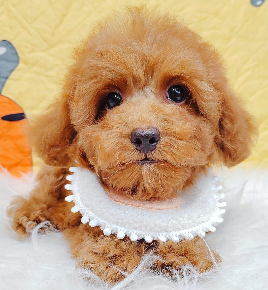 Poodle 娉拌开璐靛