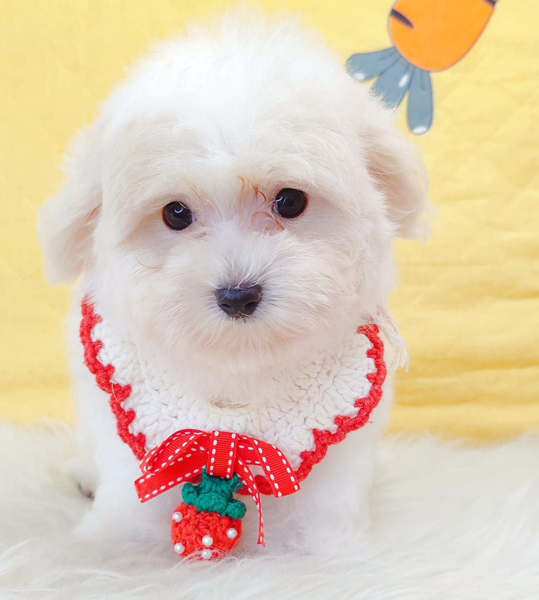 Maltipoo 马尔泰迪