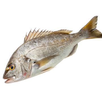 Frozen Croaker (Ikan Gelama) Supplier Malaysia | Cheong Vege