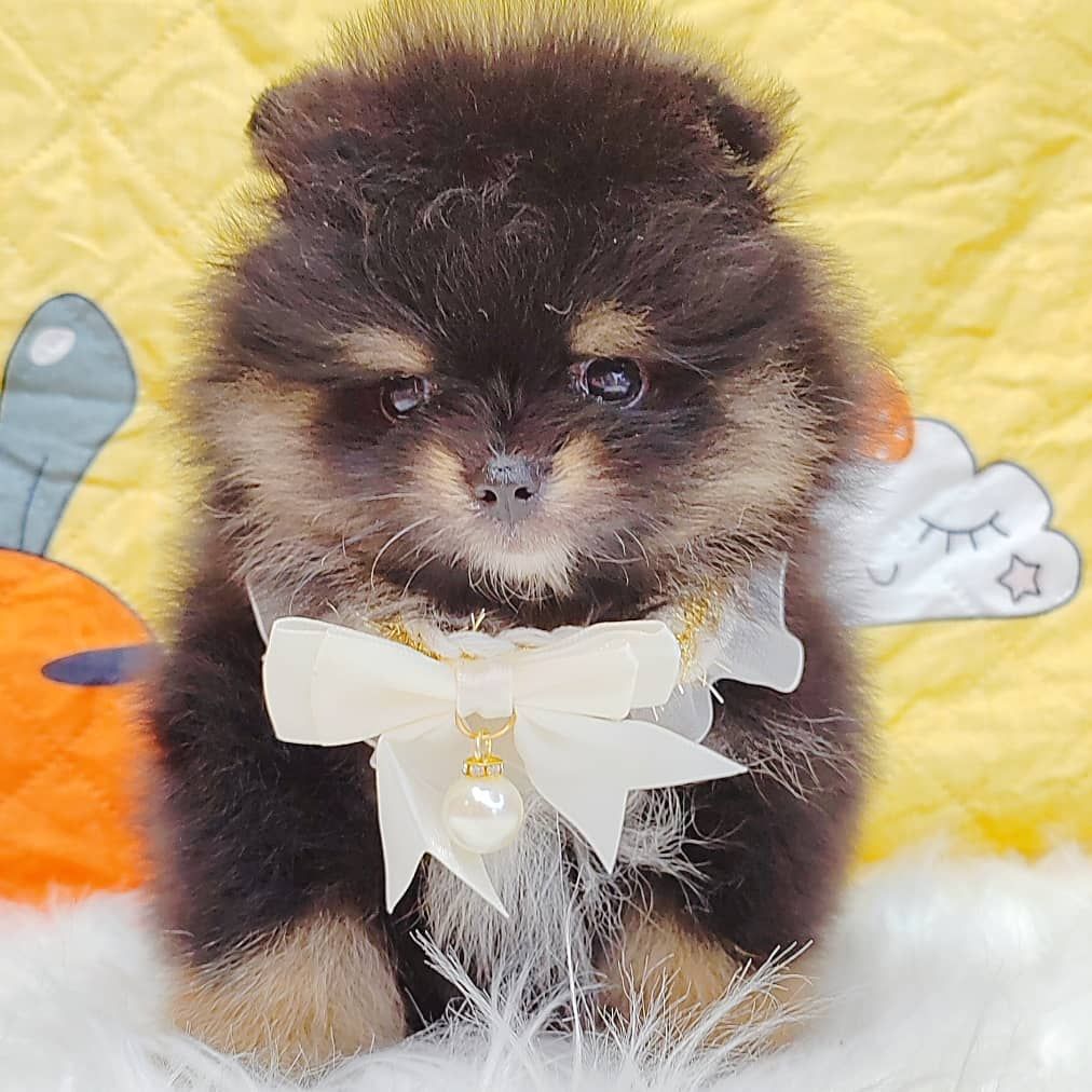 Pomeranian 博美
